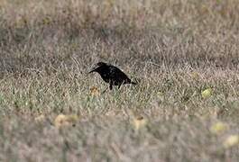 Common Starling