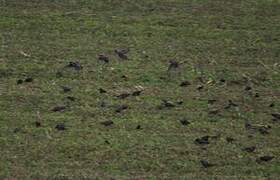 Common Starling