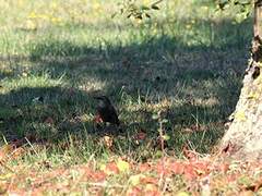 Common Starling