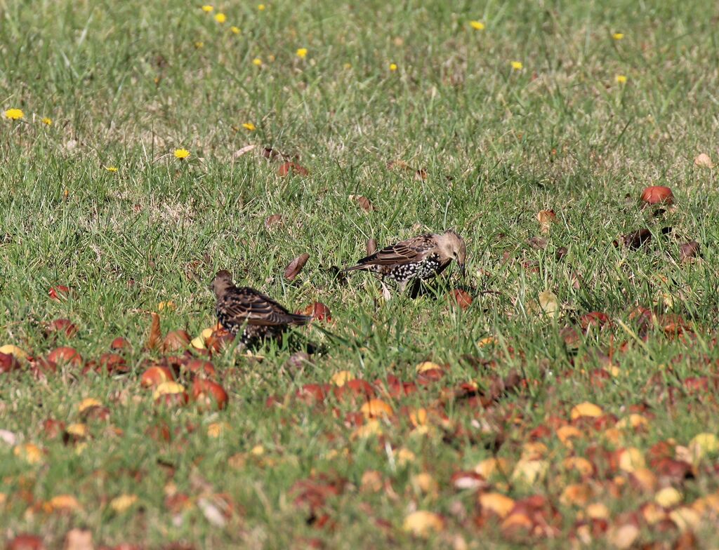 Common Starling