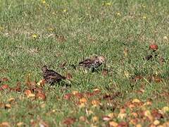 Common Starling