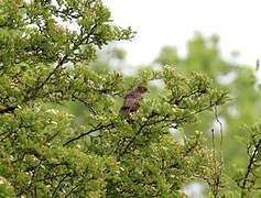 Common Starling