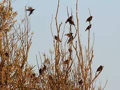 Common Starling