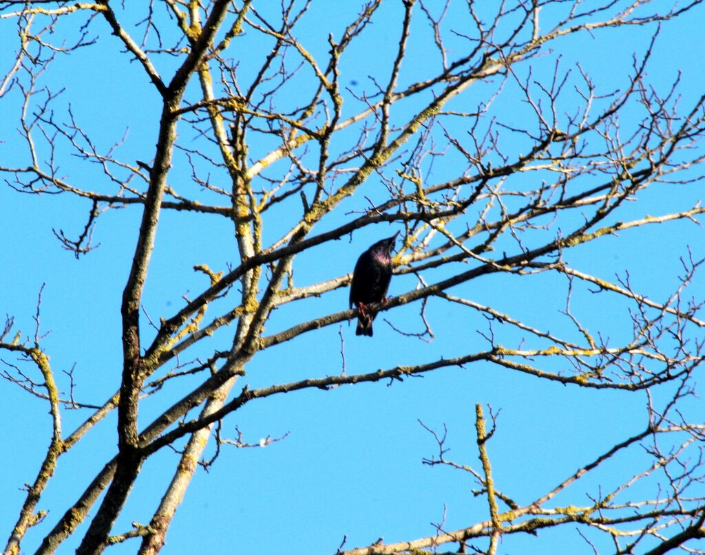 Common Starling