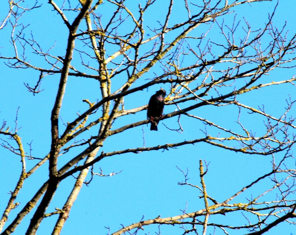 Common Starling