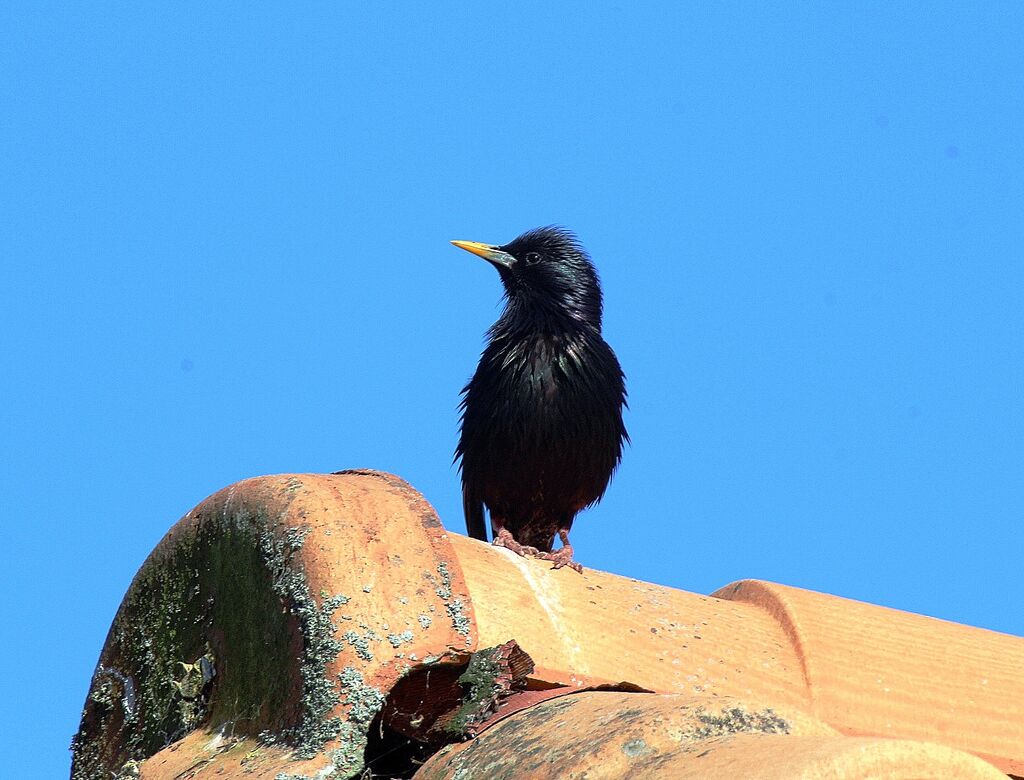 Common Starling