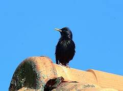 Common Starling