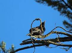 Common Starling