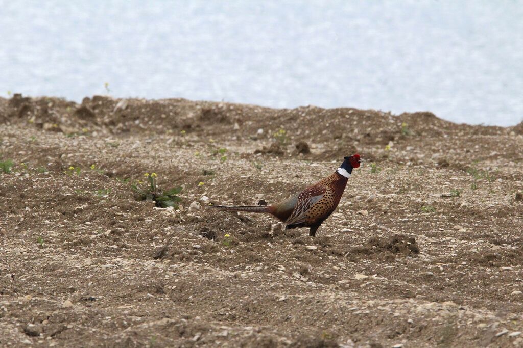 Common Pheasant