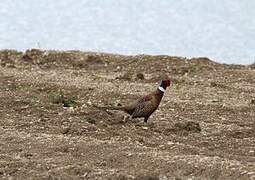 Faisan de Colchide