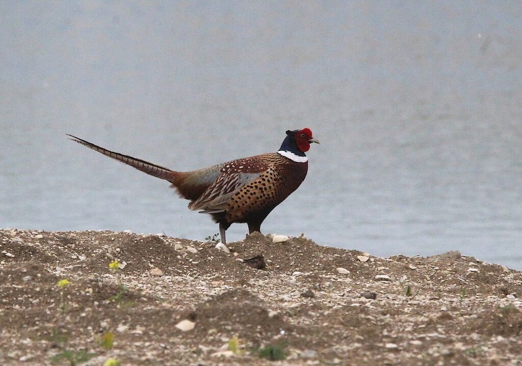 Common Pheasant