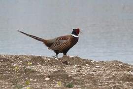 Faisan de Colchide