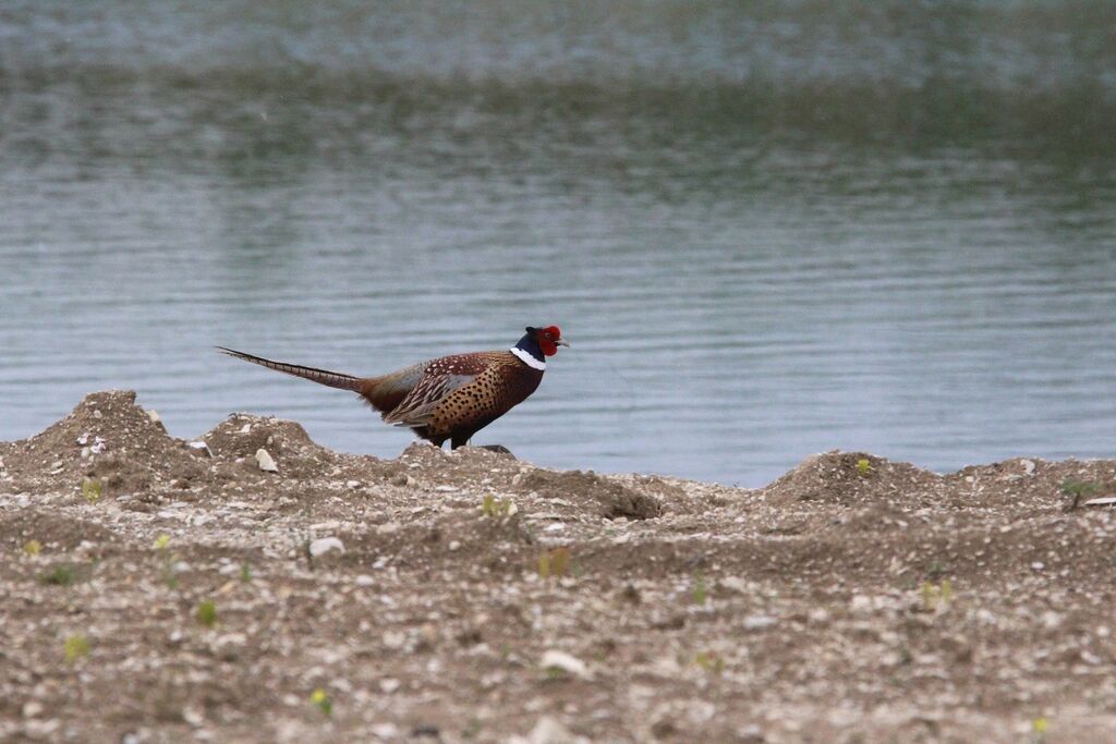 Common Pheasant