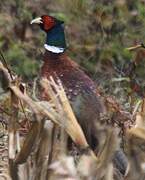 Common Pheasant