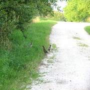 Common Pheasant