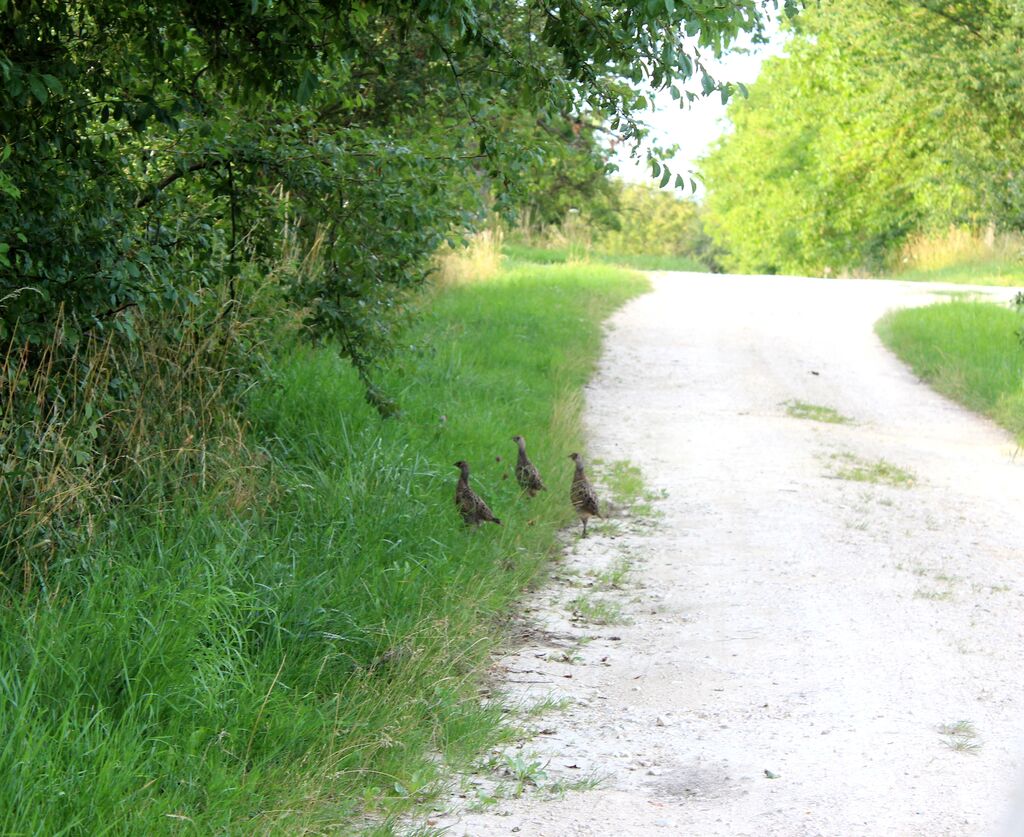 Common Pheasant