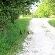 Common Pheasant