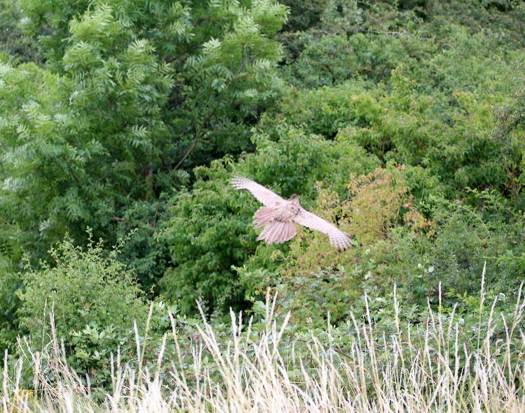 Common Pheasant