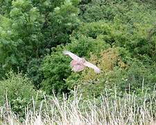 Common Pheasant