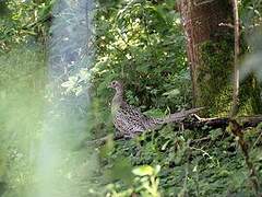 Common Pheasant