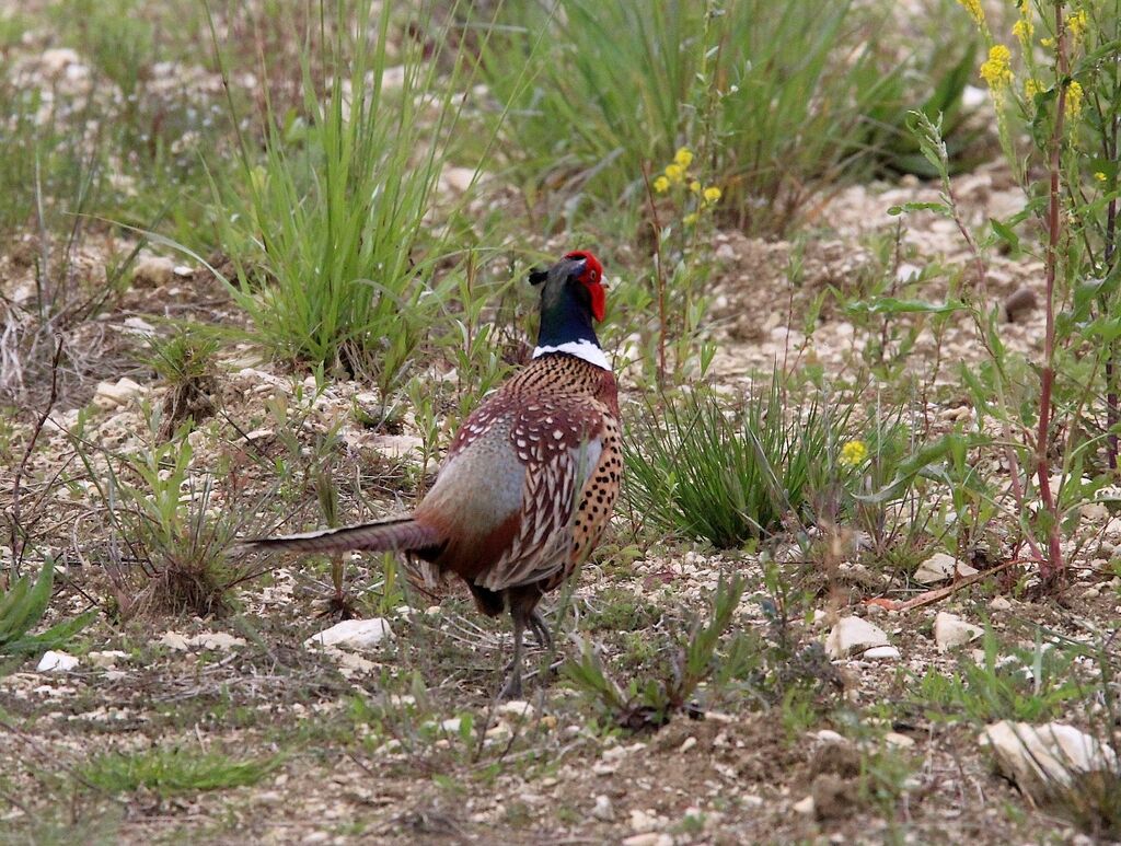 Faisan de Colchide
