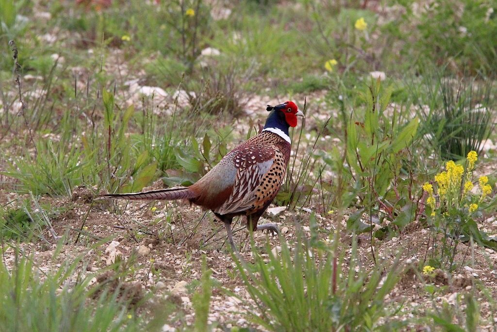 Common Pheasant