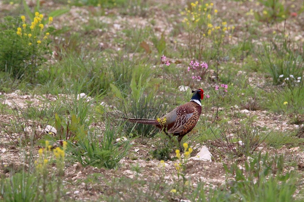 Common Pheasant