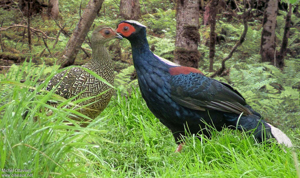 Faisan de Swinhoeadulte nuptial, habitat, pigmentation