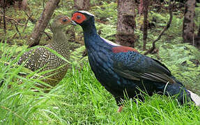 Swinhoe's Pheasant