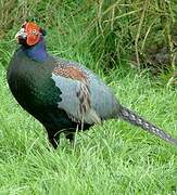 Green Pheasant