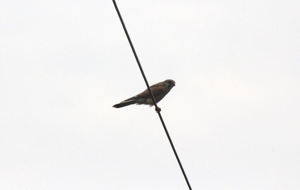 Common Kestrel