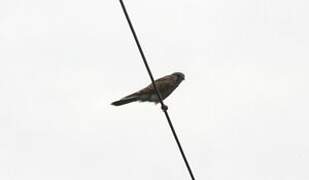 Common Kestrel