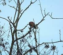 Common Kestrel