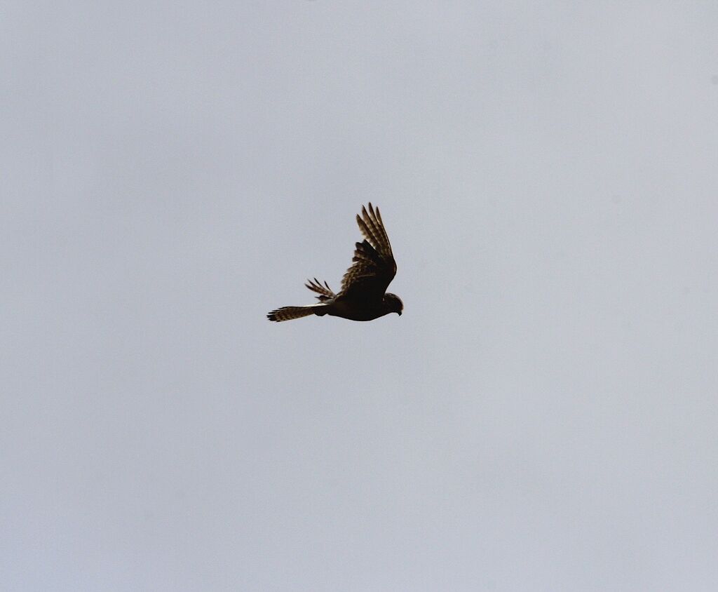 Common Kestrel