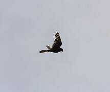 Common Kestrel