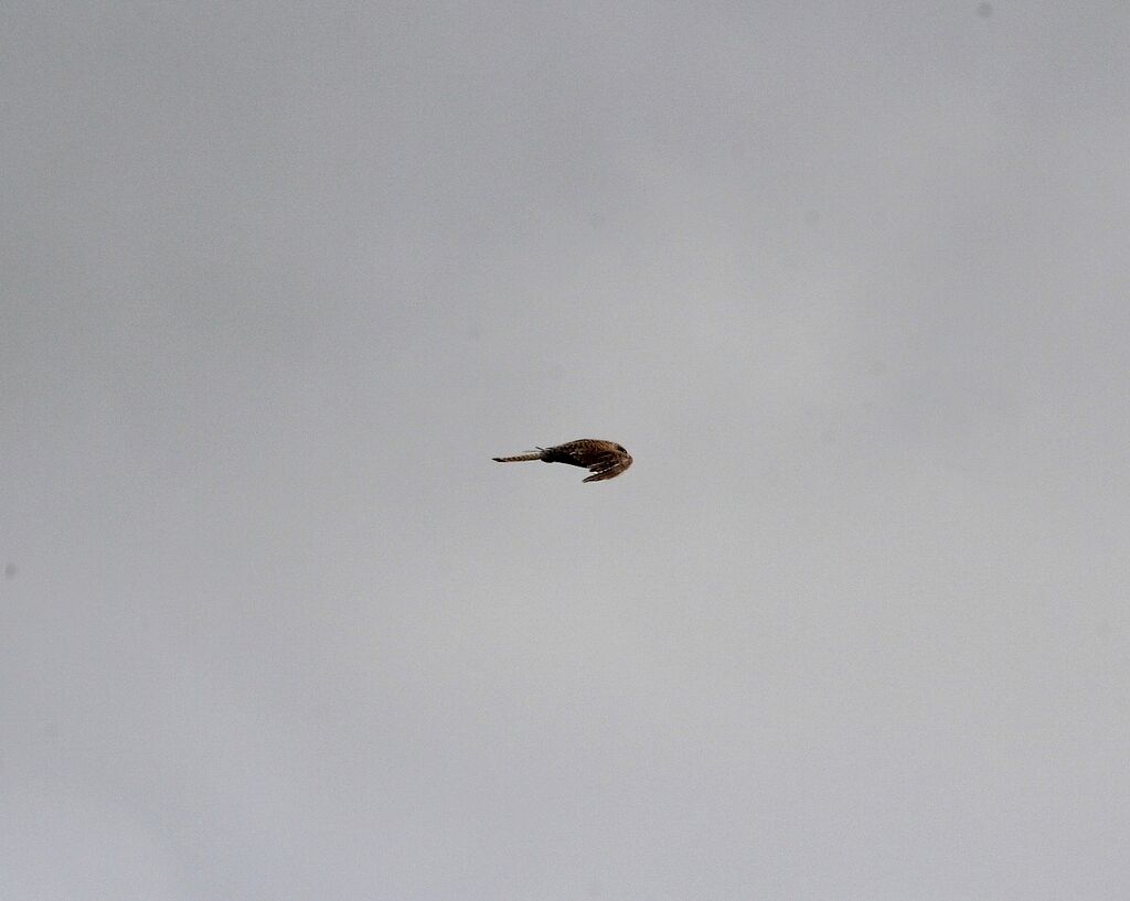 Common Kestrel