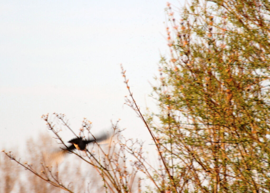 Lesser Kestrel