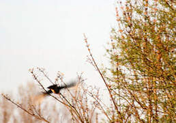 Lesser Kestrel