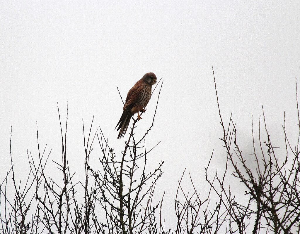 Lesser Kestrel