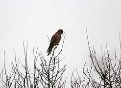 Lesser Kestrel