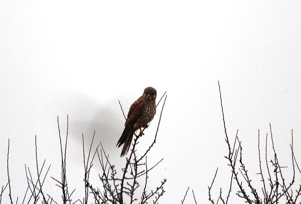 Lesser Kestrel