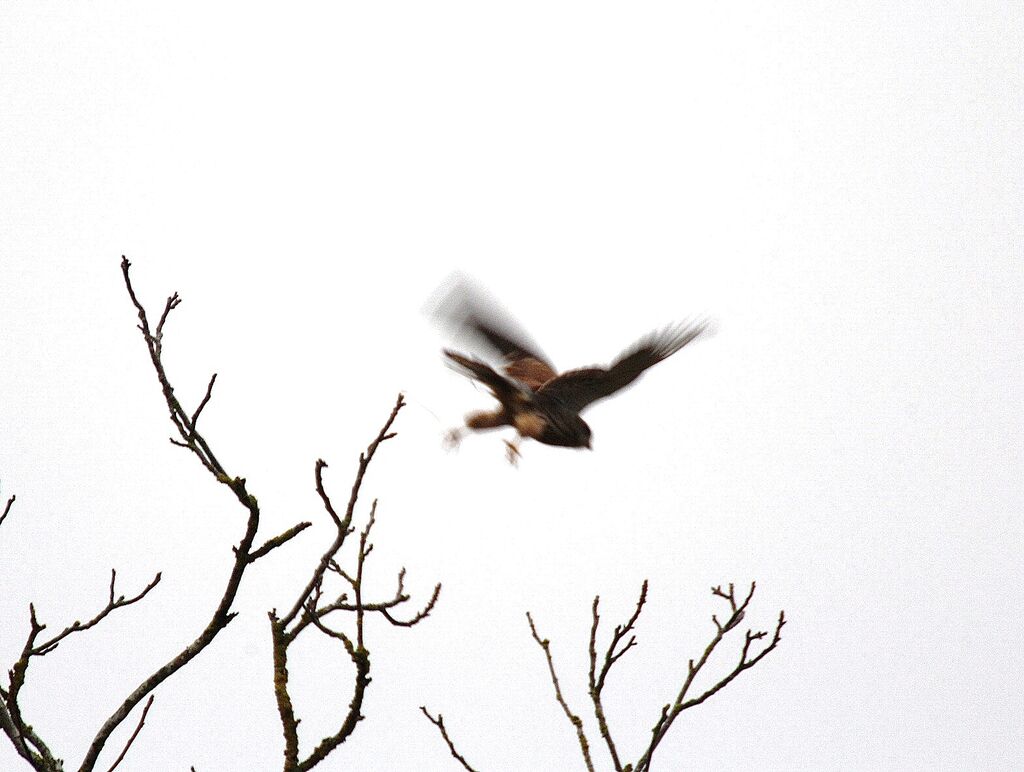 Lesser Kestrel