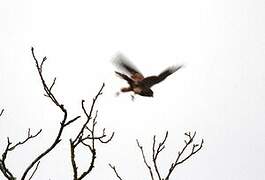 Lesser Kestrel