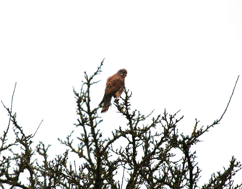 Lesser Kestrel