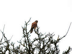 Lesser Kestrel