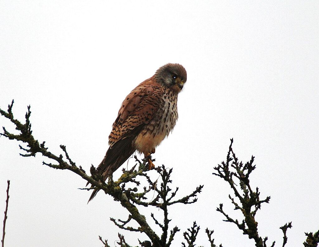 Lesser Kestrel