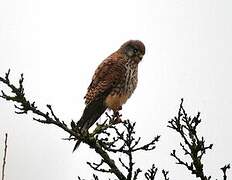 Lesser Kestrel