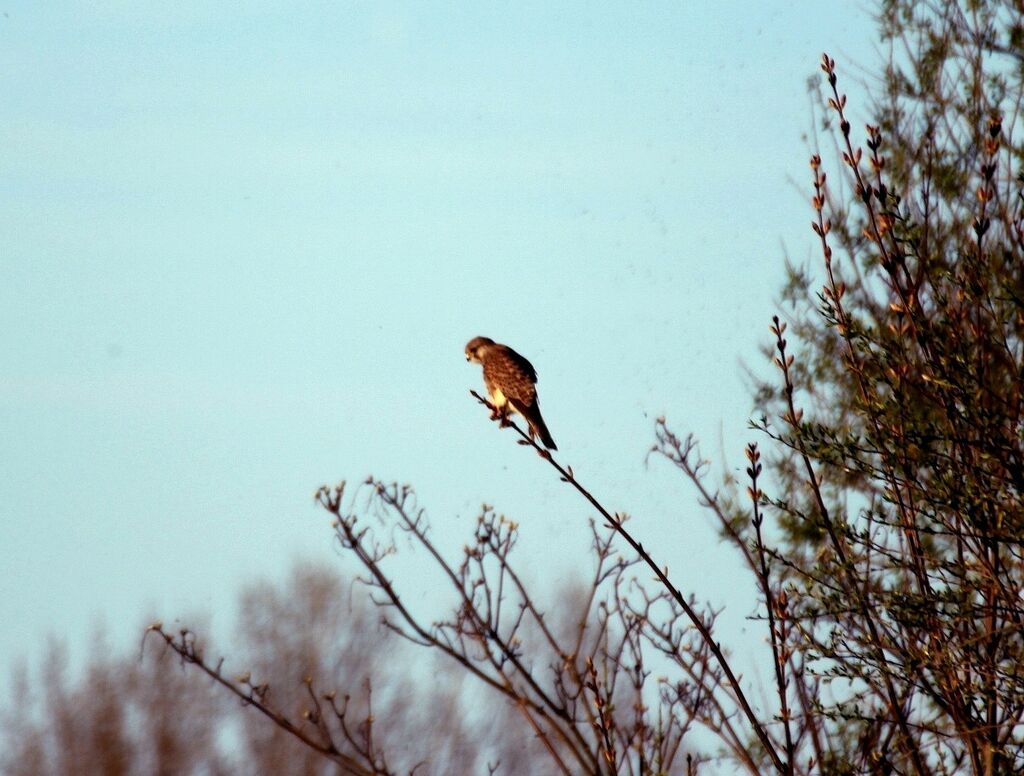 Lesser Kestrel