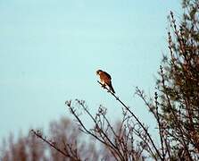 Lesser Kestrel