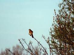 Lesser Kestrel